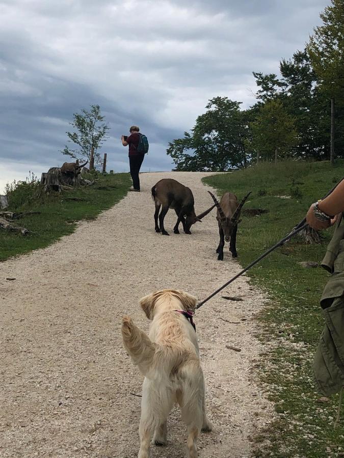 Millies Hosting - Familienurlaub Mit Hund In Kaernten Sankt Paul im Lavanttal Esterno foto