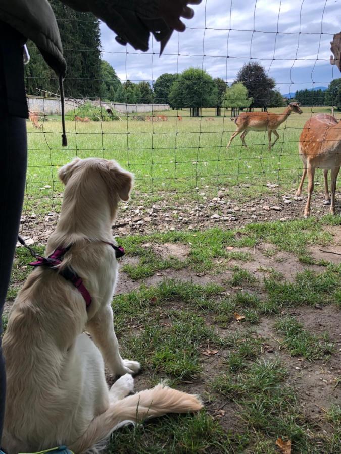 Millies Hosting - Familienurlaub Mit Hund In Kaernten Sankt Paul im Lavanttal Esterno foto